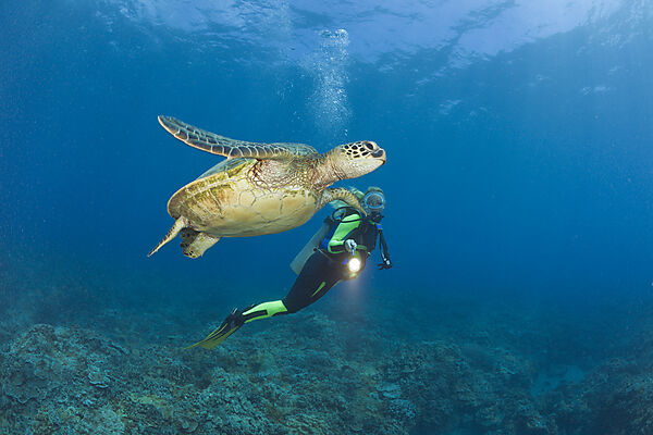 Green Turtle and Diver