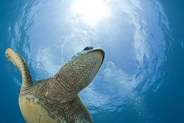 Green Turtle