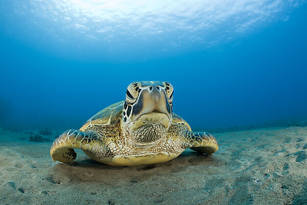 Green Turtle