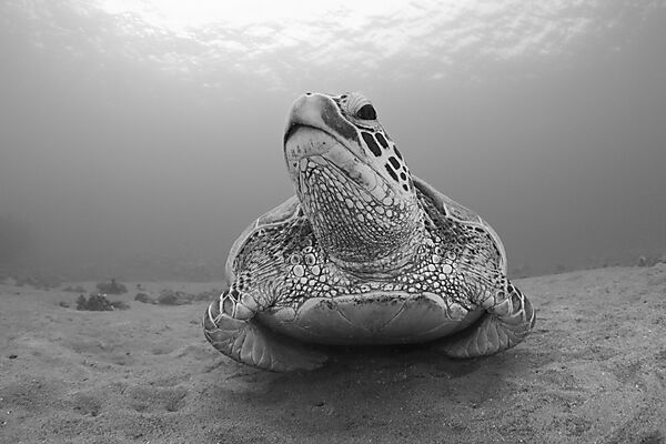 Green Turtle