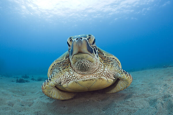 Green Turtle