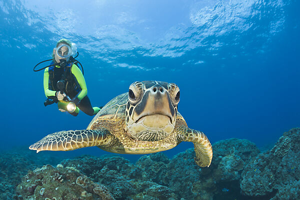 Green Turtle and Diver
