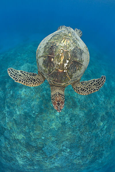 Green Turtle