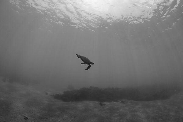 Green Turtle