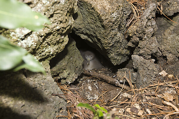 Seagull breeds in Burrow