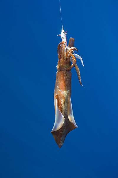 Veined Kalmar on Fish Hook
