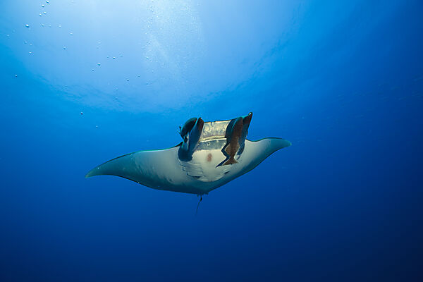 Sicklefin Mobula with Remora