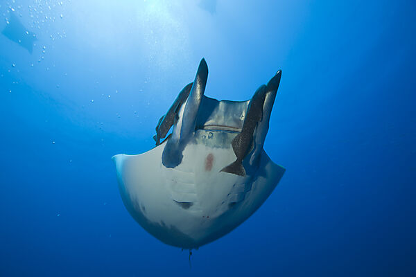 Sicklefin Mobula with Remora