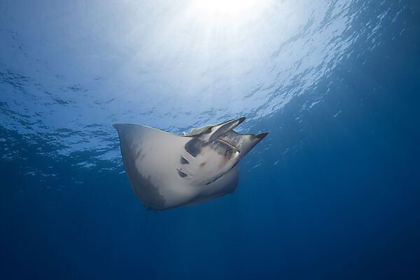 Sicklefin Mobula