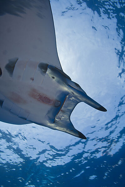 Sicklefin Mobula