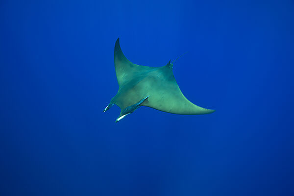 Sicklefin Mobula