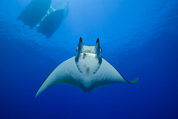 Sicklefin Mobula