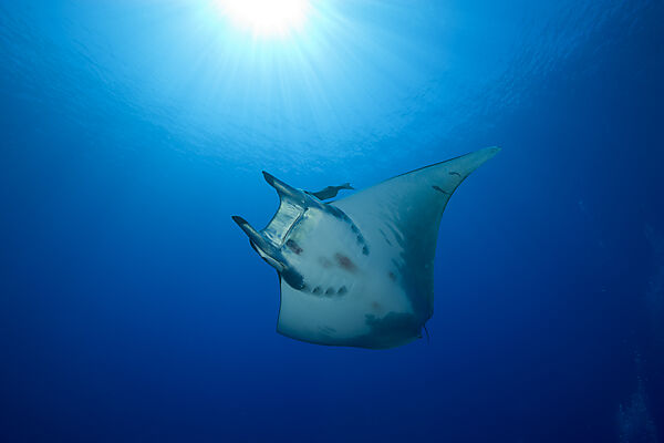 Sicklefin Mobula