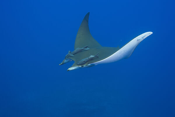 Sicklefin Mobula with Remora
