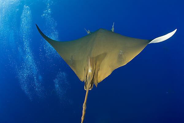 Sicklefin Mobula