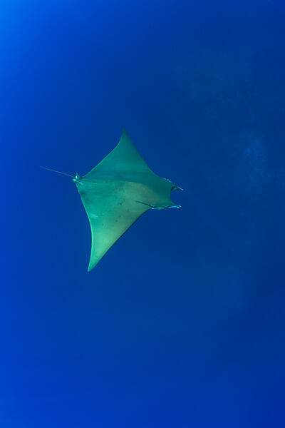 Sichelflossen-Mobula