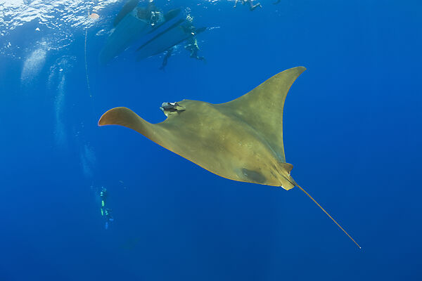 Sichelflossen-Mobula