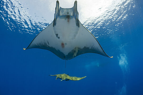 Sicklefin Mobula