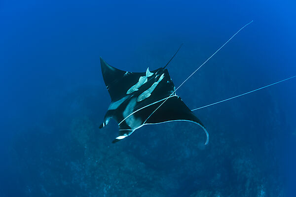Sicklefin Mobula trapped by Rope