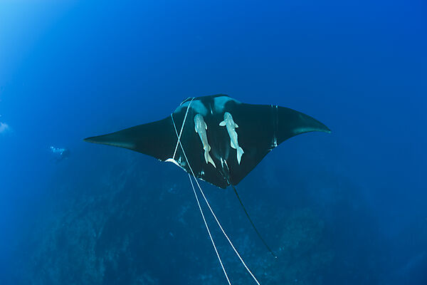 Sicklefin Mobula trapped by Rope
