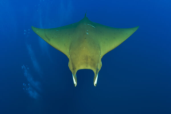 Sicklefin Mobula