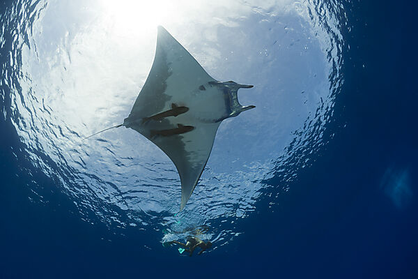 Sicklefin Mobula