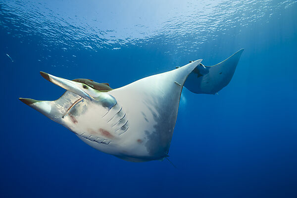 Sicklefin Mobula