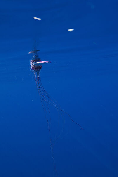 Portuguese Man of War