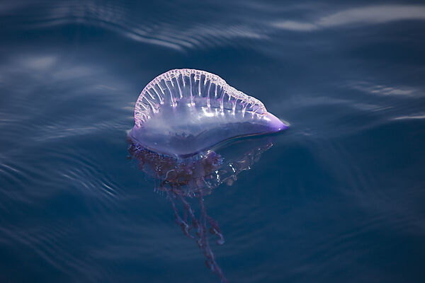 Portuguese Man of War