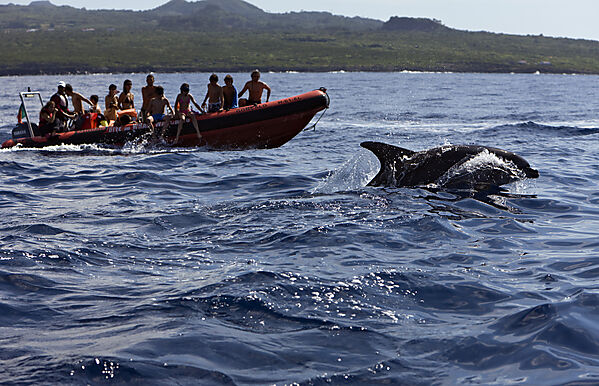 Touristen bei Delfin Ausflug