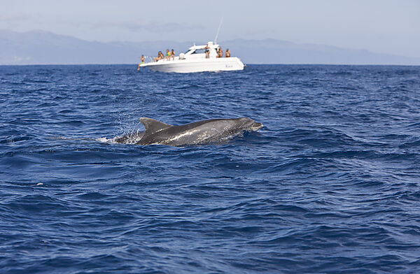 Touristen bei Delfin Ausflug