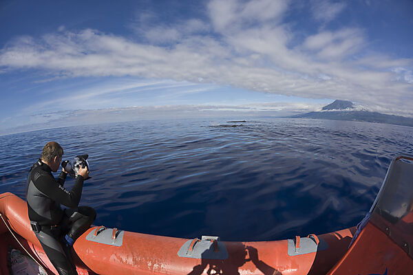 Tourist bei Whale watching Ausflug