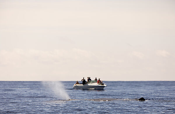 Pottwal und Whale Watcher