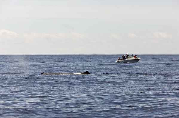 Pottwal und Whale Watcher