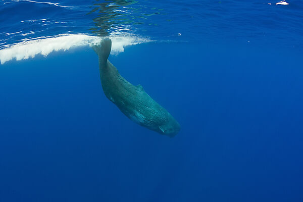 Sperm Whale