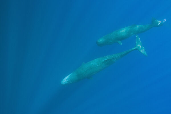 Sperm Whale Mother and Calf