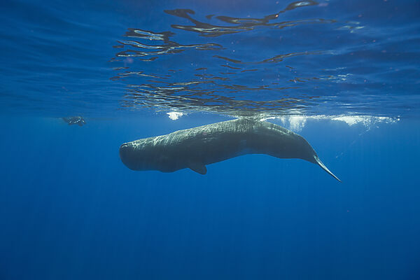 Sperm Whale and Photographer