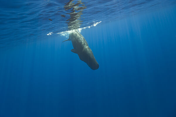 Sperm Whale