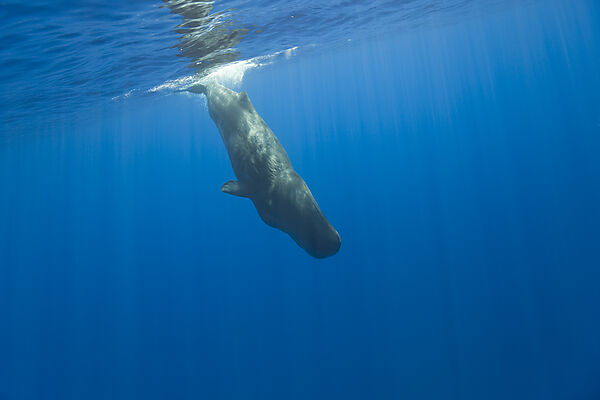 Sperm Whale