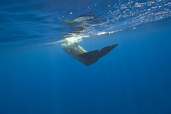 Sperm Whale