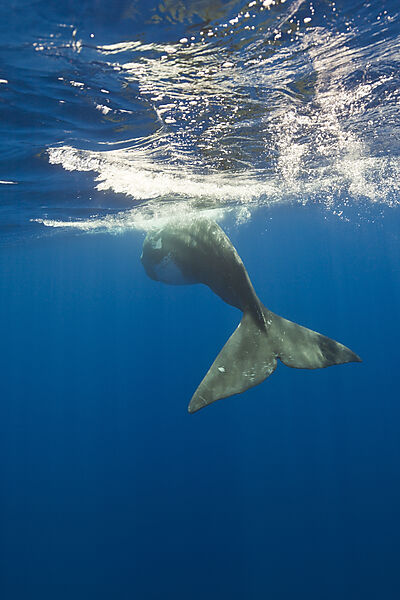 Sperm Whale