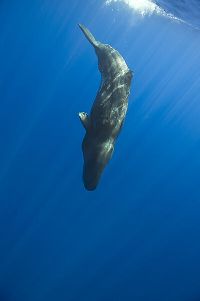 Sperm Whale