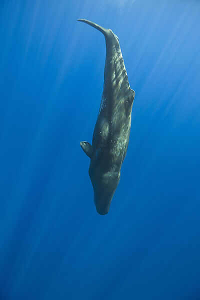 Sperm Whale