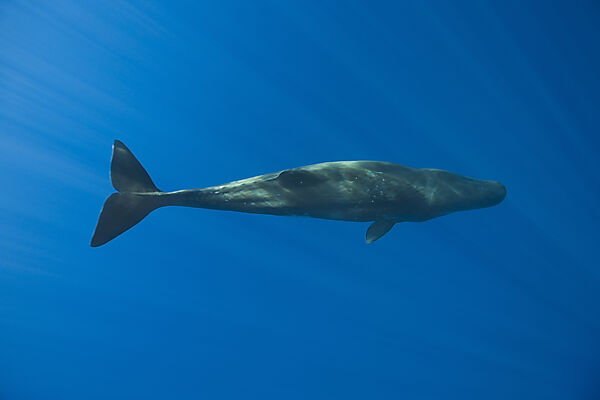 Sperm Whale