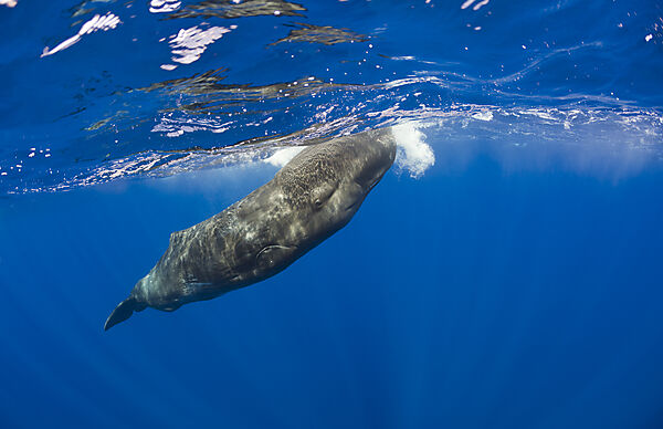 Sperm Whale