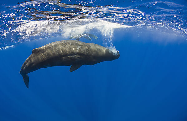 Sperm Whale