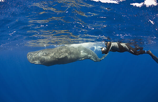 Sperm Whale and Photographer