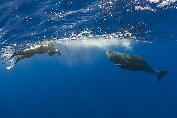 Sperm Whale and Photographer