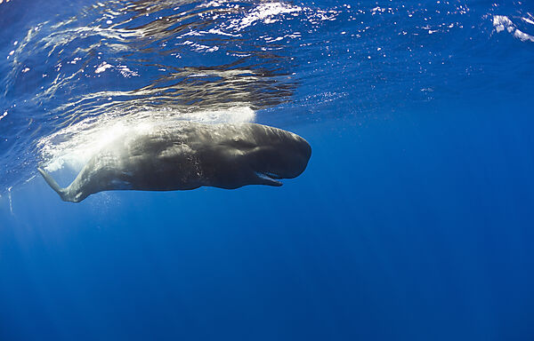 Young Sperm Whale