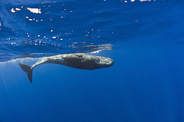 Young Sperm Whale